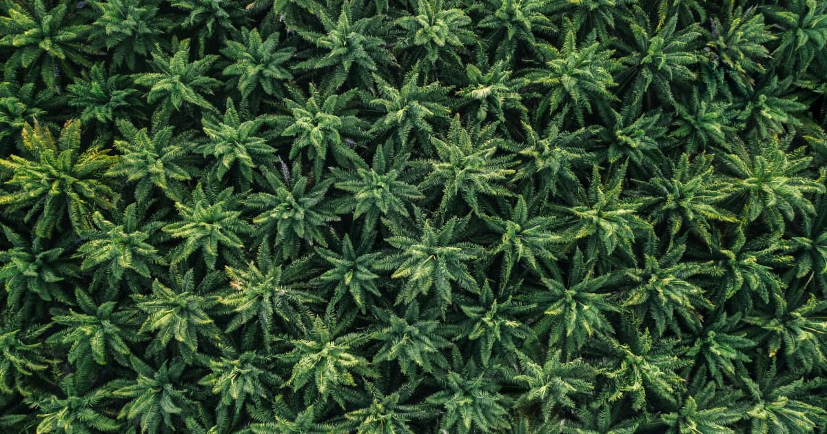 Georgia Bill Challenges Cannabis Odor as Search Justification