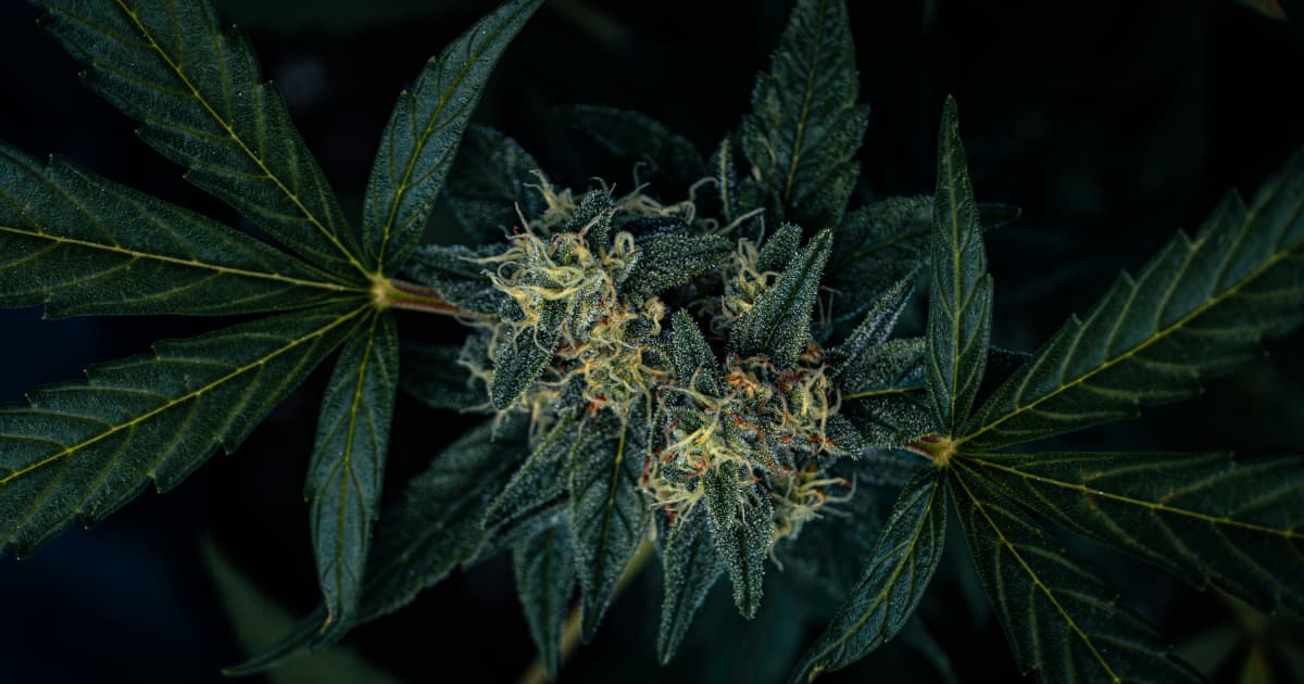 Michigan Defends Cannabis Wholesale Tax in Legal Challenge with Industry-Wide Implications